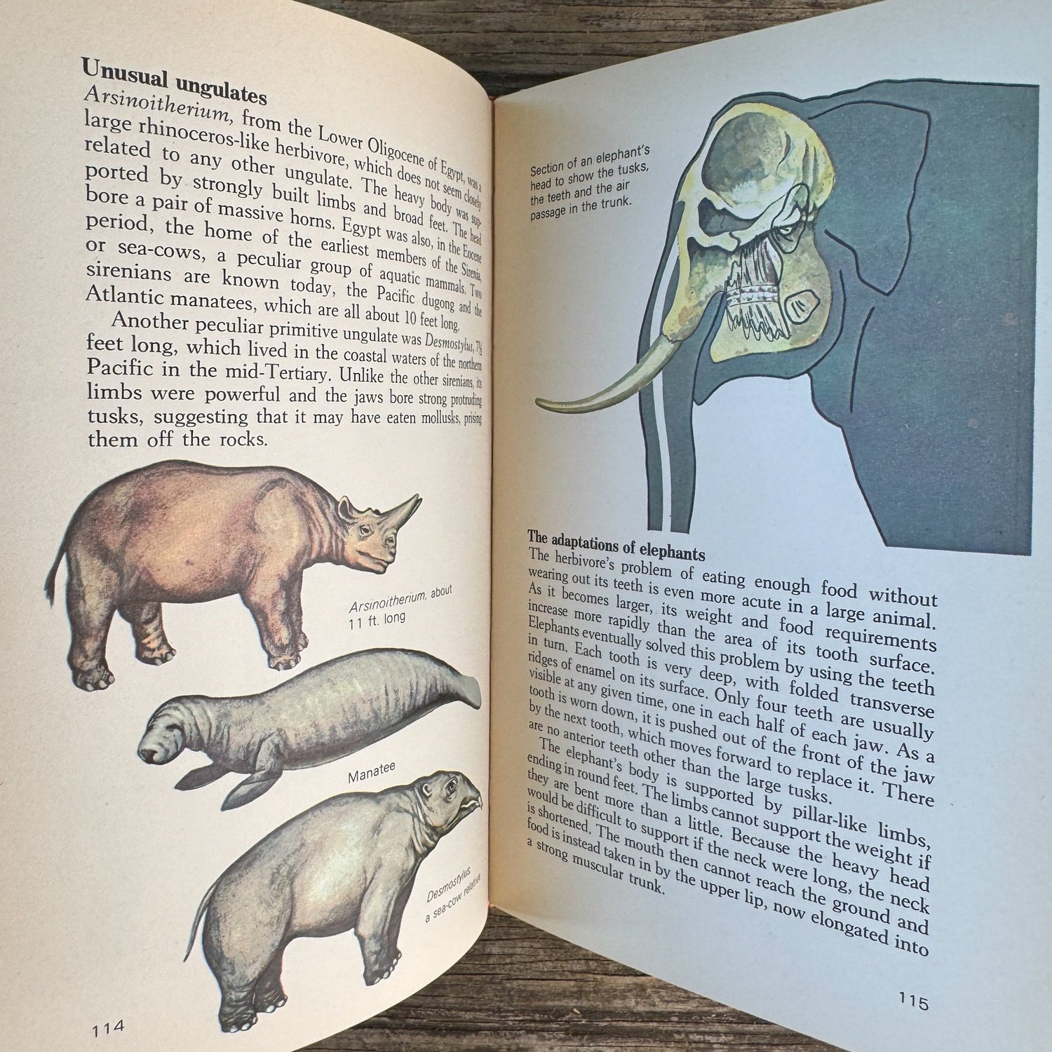Prehistoric Animals, Barry Cox, A Grosset All-Color Guide, 1970 - Pretty Old Books