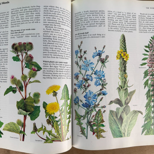 Reader's Digest ABCs: A Family Answer Book Set, Nature, Human Body and Mind, Illustrated - Pretty Old Books