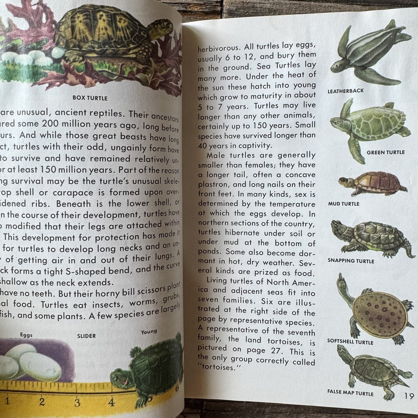 Reptiles and Amphibians, Golden Field Guide - Pretty Old Books