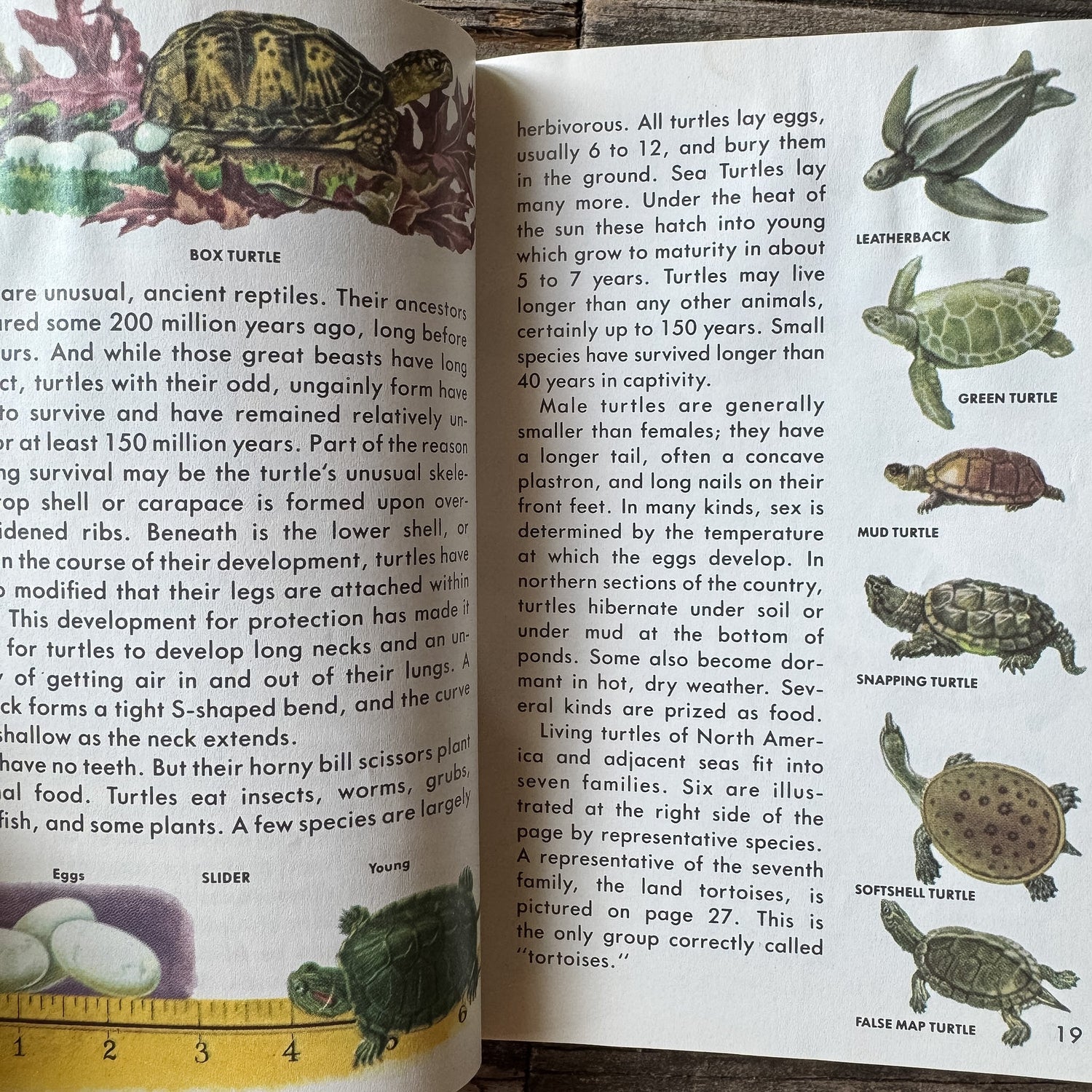 Reptiles and Amphibians, Golden Field Guide - Pretty Old Books