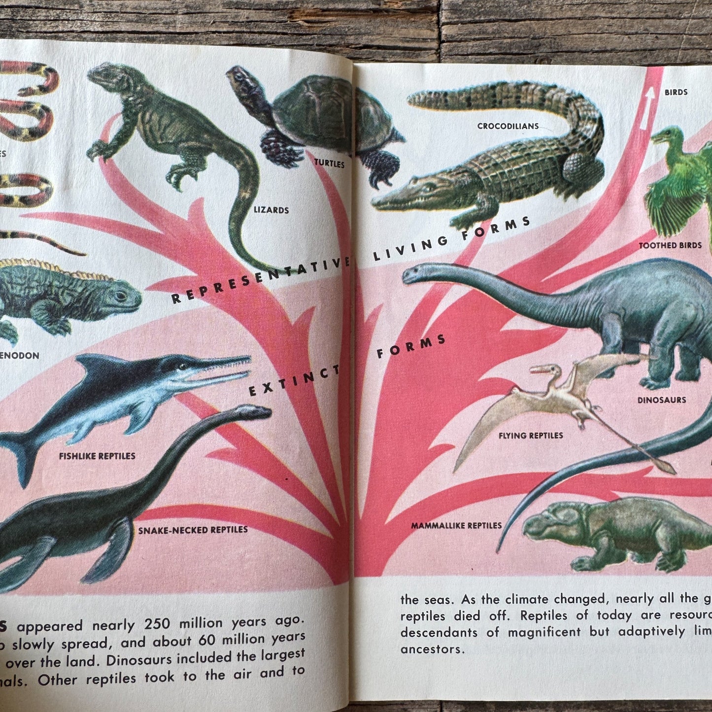 Reptiles and Amphibians, Golden Field Guide - Pretty Old Books