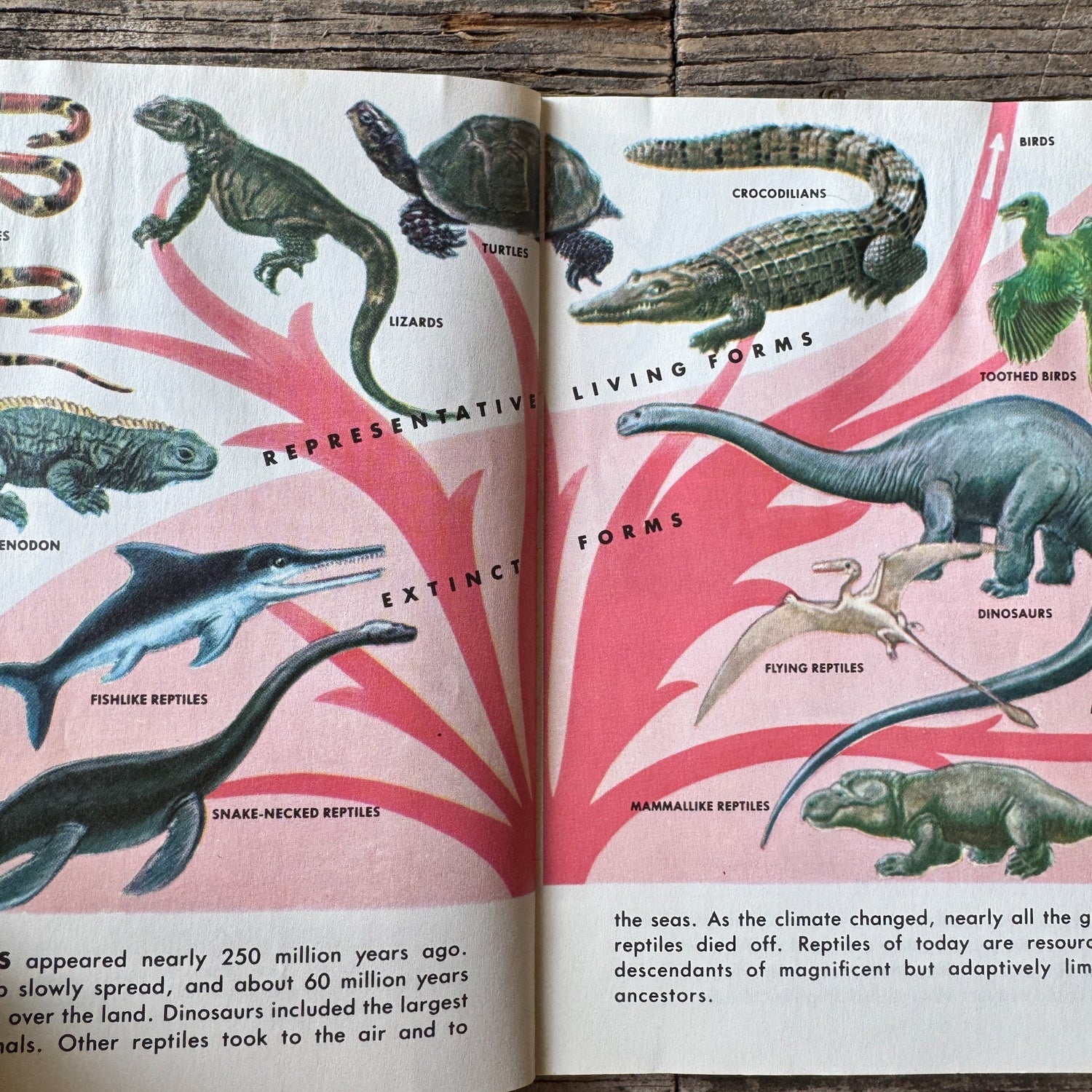 Reptiles and Amphibians, Golden Field Guide - Pretty Old Books