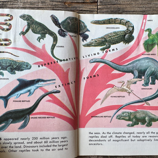 Reptiles and Amphibians, Golden Field Guide - Pretty Old Books