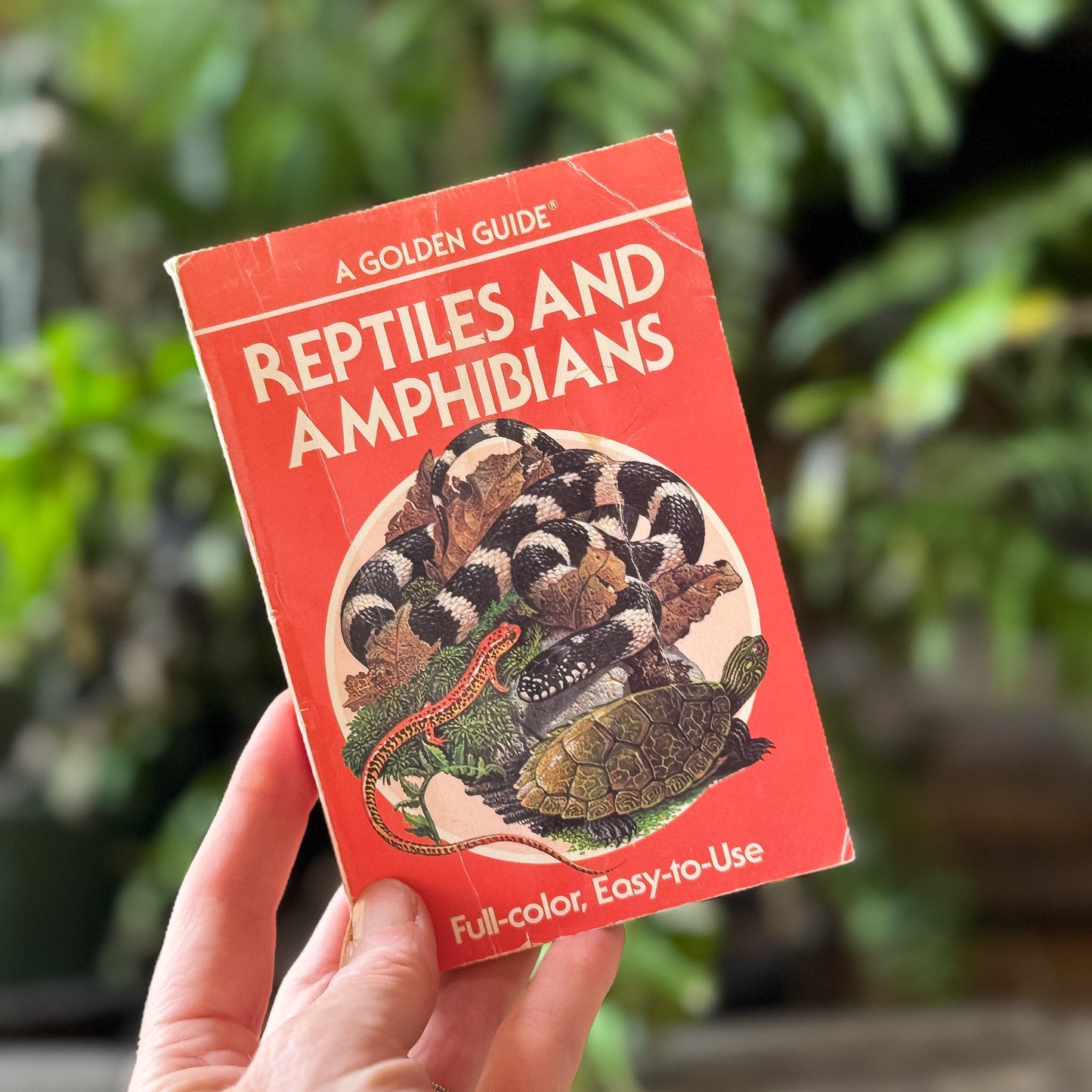 Reptiles and Amphibians, Golden Field Guide - Pretty Old Books