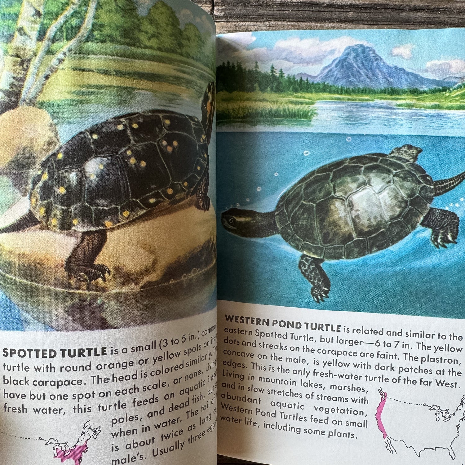 Reptiles and Amphibians, Golden Field Guide - Pretty Old Books