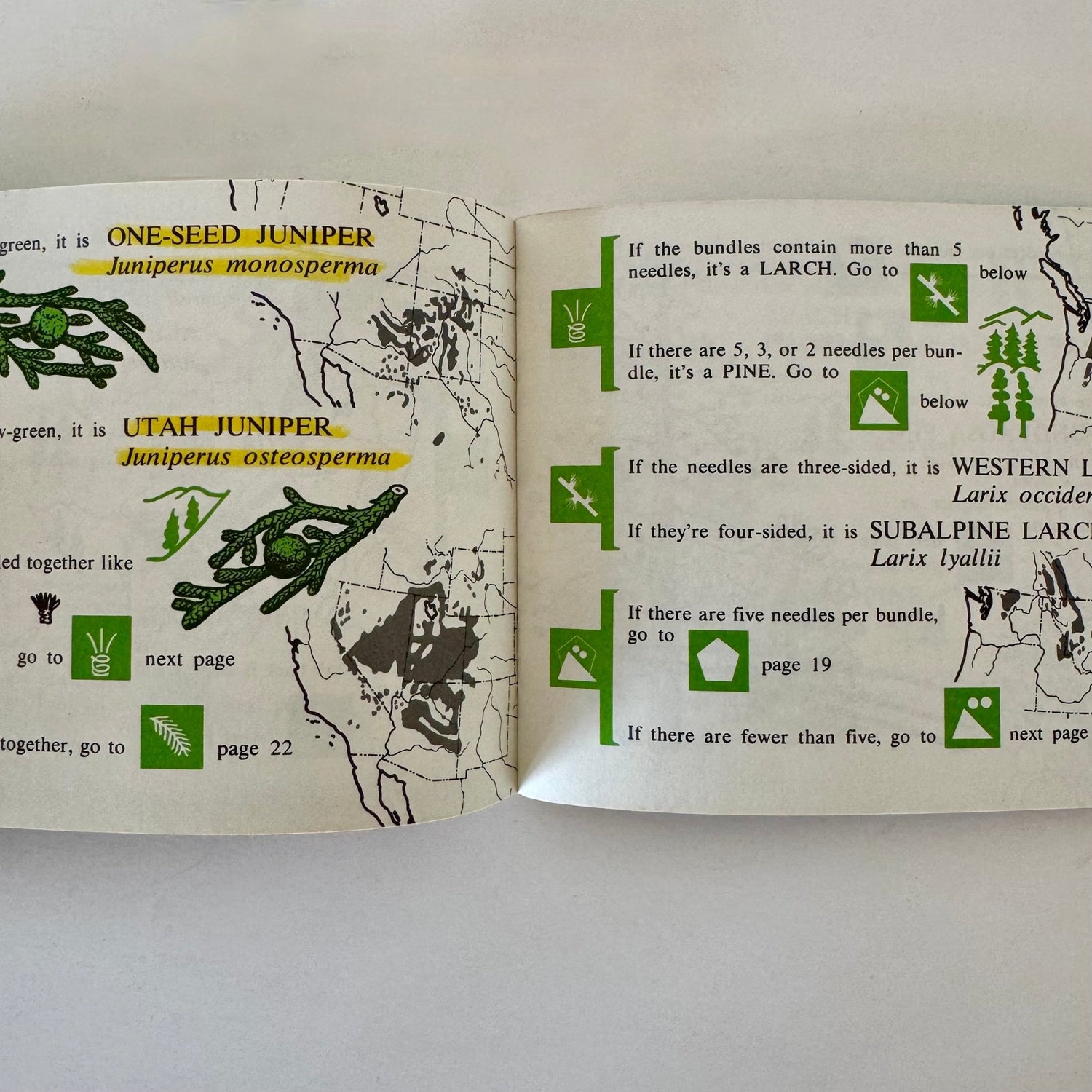 Rocky Mountain Tree Finder, 1972 Pocket Field Guide - Pretty Old Books