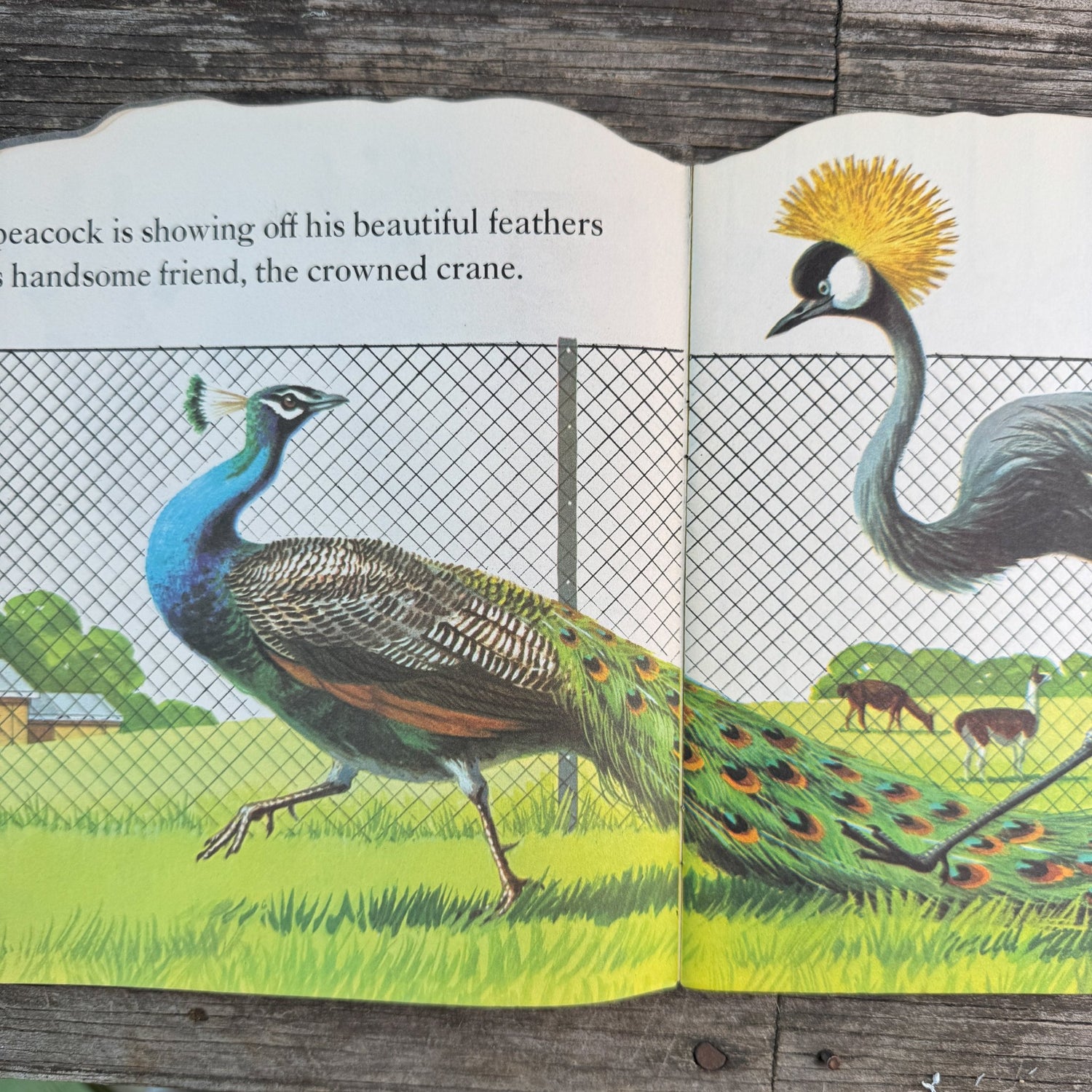 Set of 5 Golden Shape Books: Tigger, Three Pigs, Mother Goose, Zoo Book, 1-2-3 - Pretty Old Books