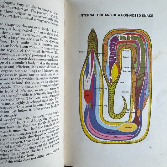 Snakes of the World, John Stidworthy, 1978 Hardcover - Pretty Old Books