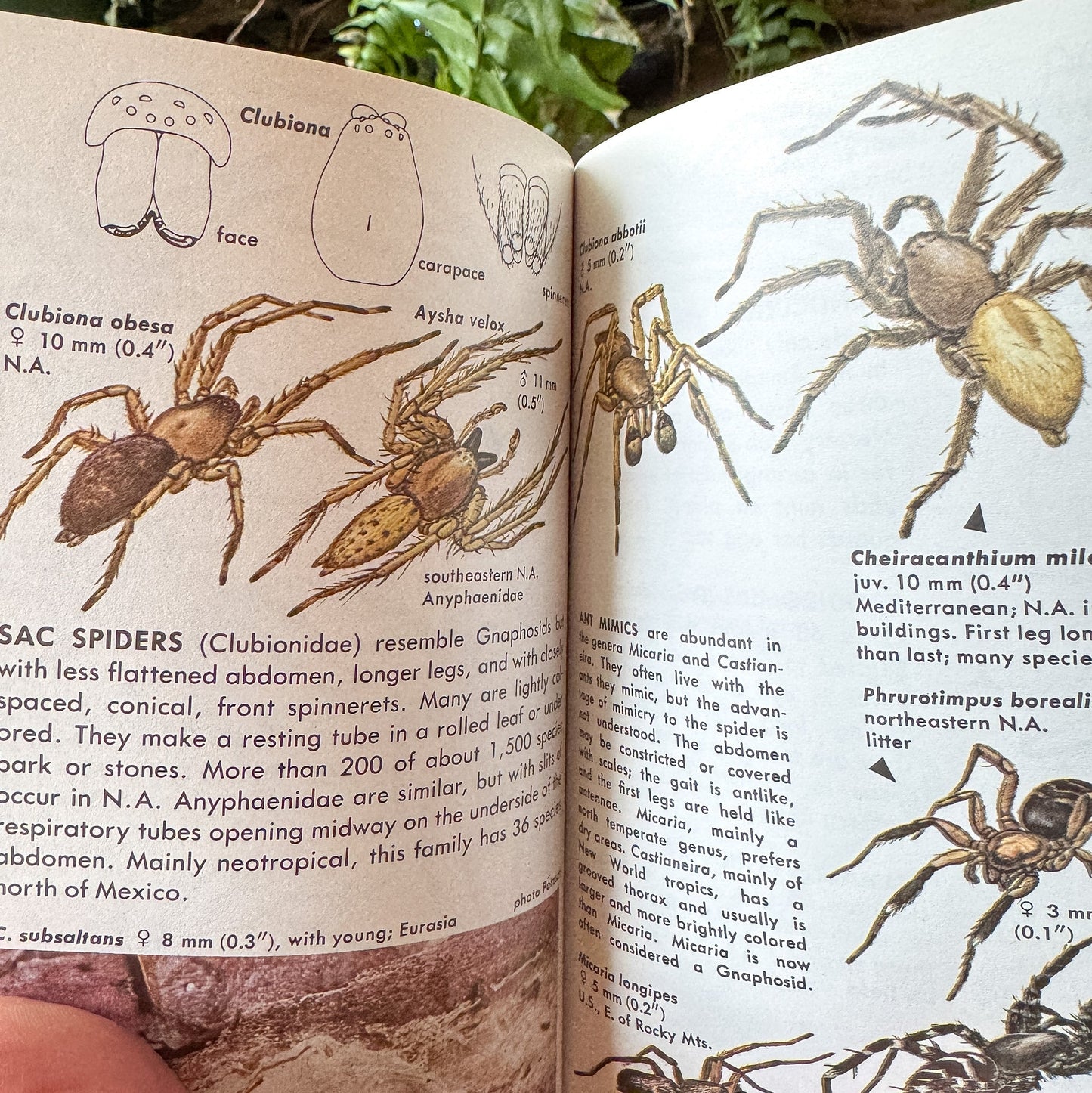 Spiders and Their Kin, Golden Field Guide - Pretty Old Books