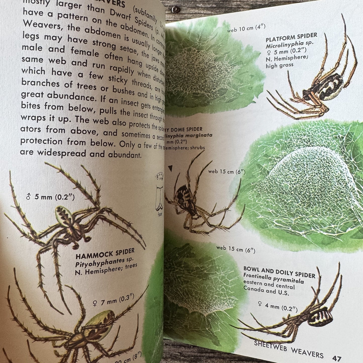 Spiders and Their Kin, Golden Field Guide - Pretty Old Books