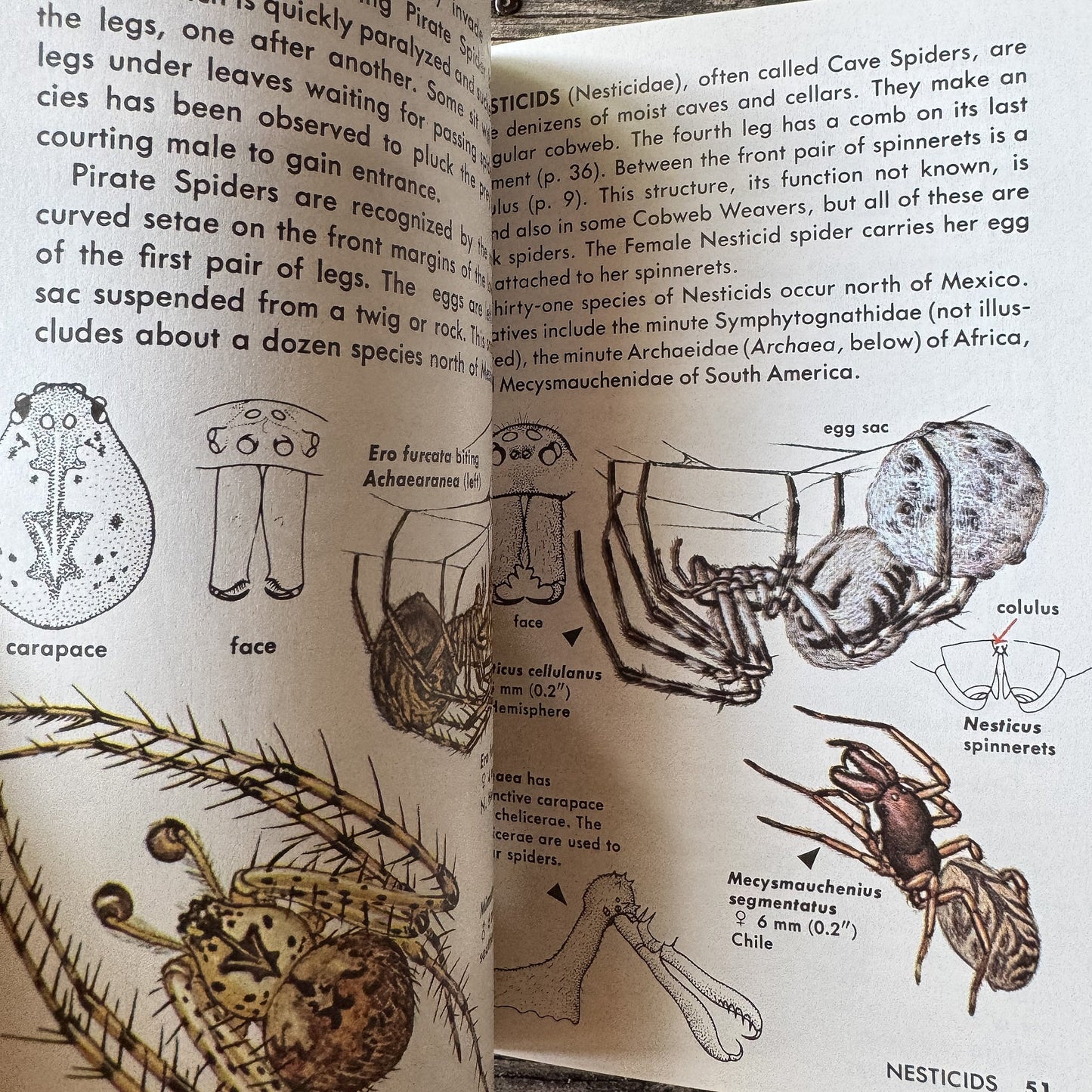 Spiders and Their Kin, Golden Field Guide - Pretty Old Books