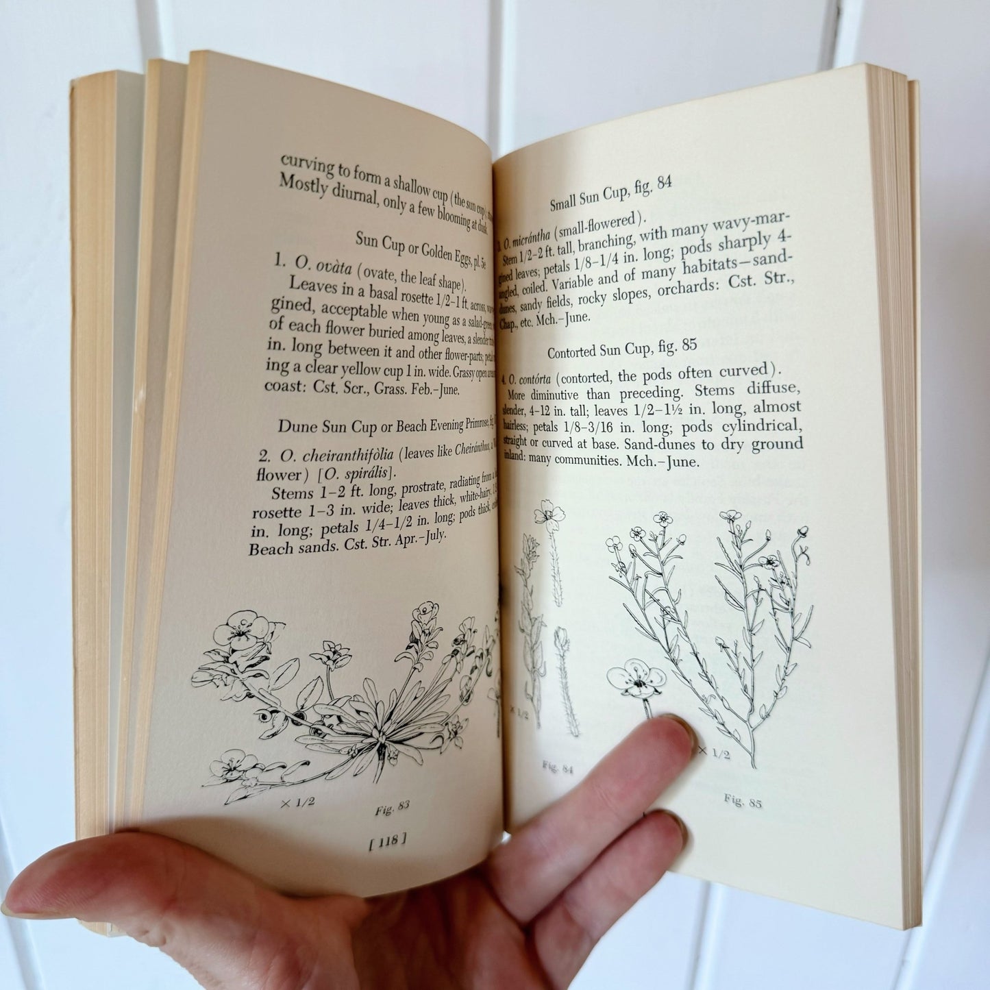 Spring Wildflowers of the San Francisco Bay Region, 1970 Vintage Field Guide - Pretty Old Books