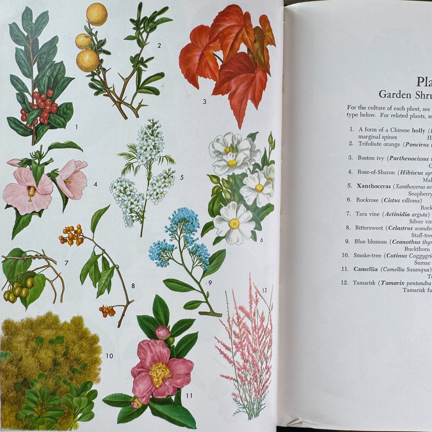 Taylor's Encyclopedia of Gardening (4th Ed.), 1961 - Pretty Old Books