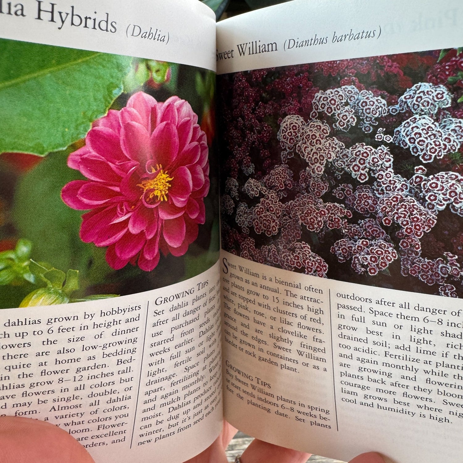 Taylor’s Pocket Guide to Annuals, Ann Riley, 1990 - Pretty Old Books