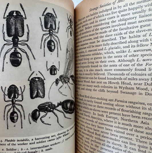 The Ant World, Derek Wragge Morley, A Pelican Book, 1953 - Pretty Old Books