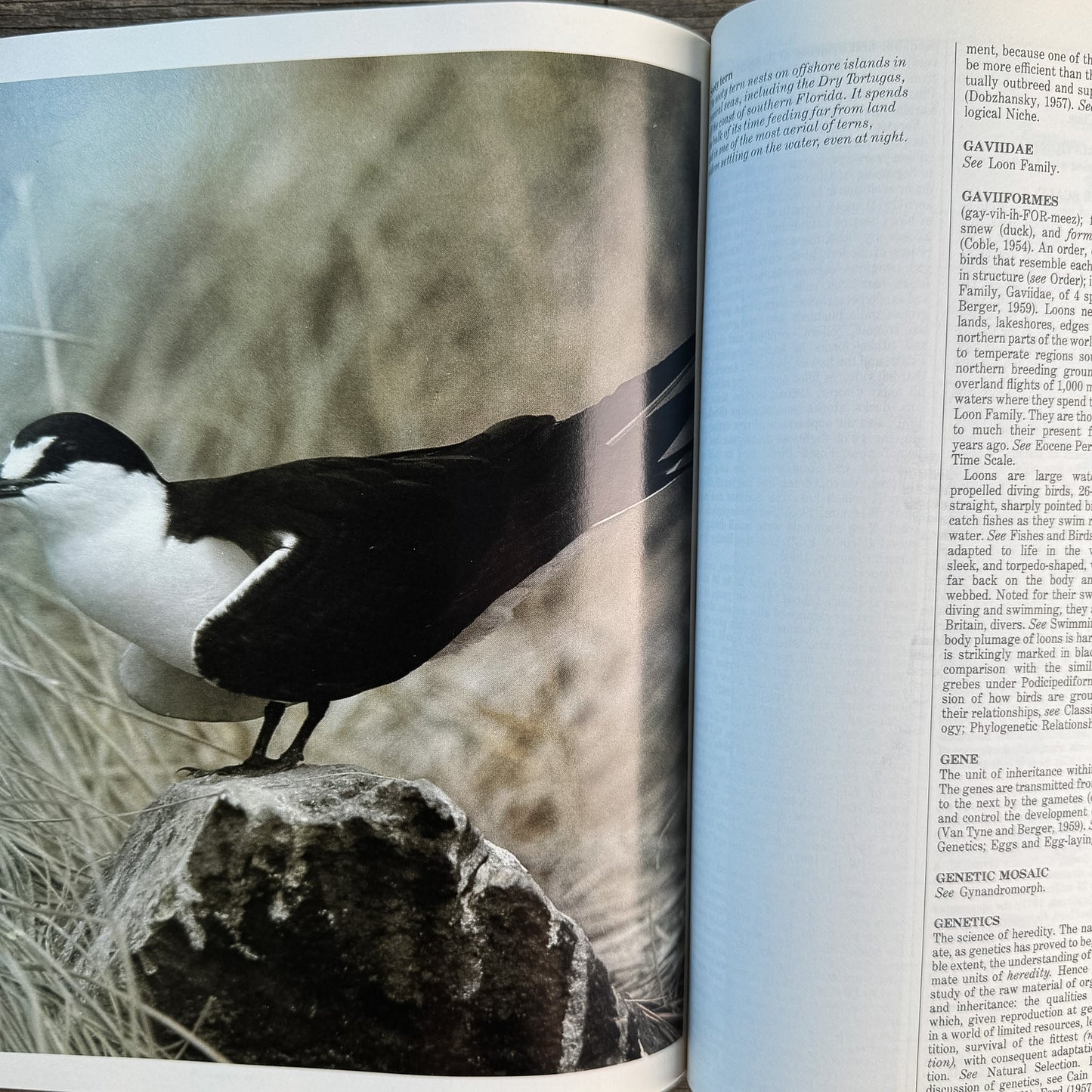 The Audubon Society Encyclopedia of North American Birds, John K. Terres, 1980 - Pretty Old Books