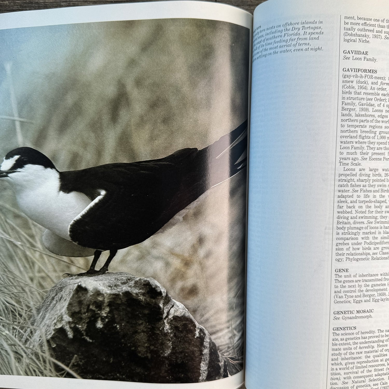 The Audubon Society Encyclopedia of North American Birds, John K. Terres, 1980 - Pretty Old Books