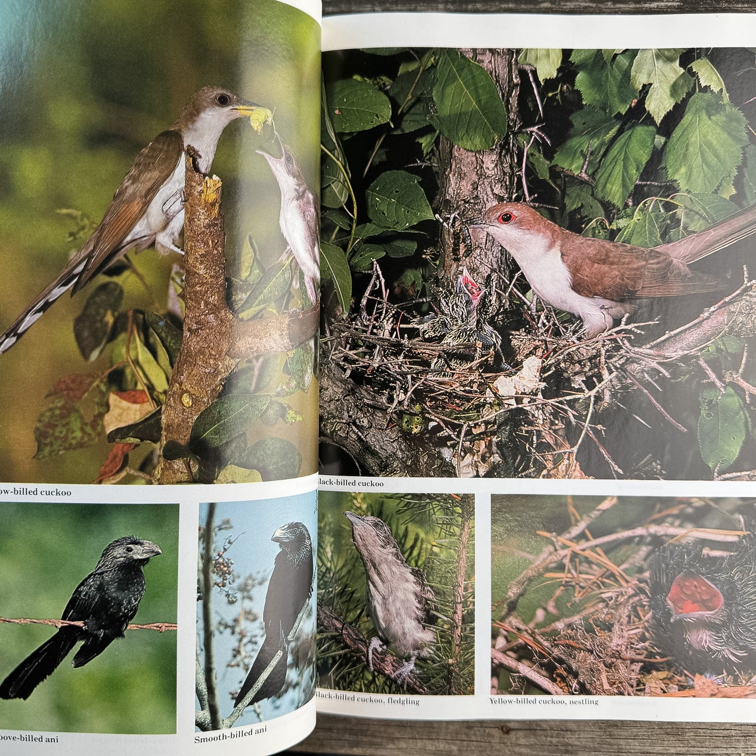 The Audubon Society Encyclopedia of North American Birds, John K. Terres, 1980 - Pretty Old Books