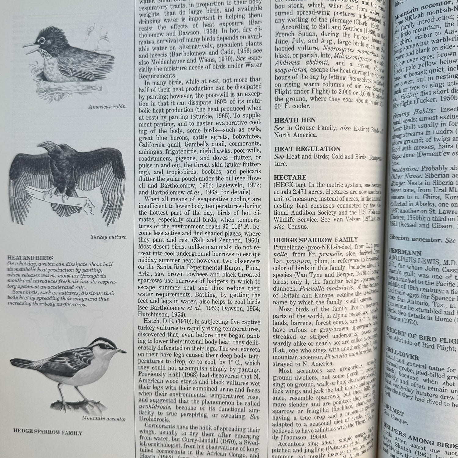 The Audubon Society Encyclopedia of North American Birds, John K. Terres, 1980 - Pretty Old Books