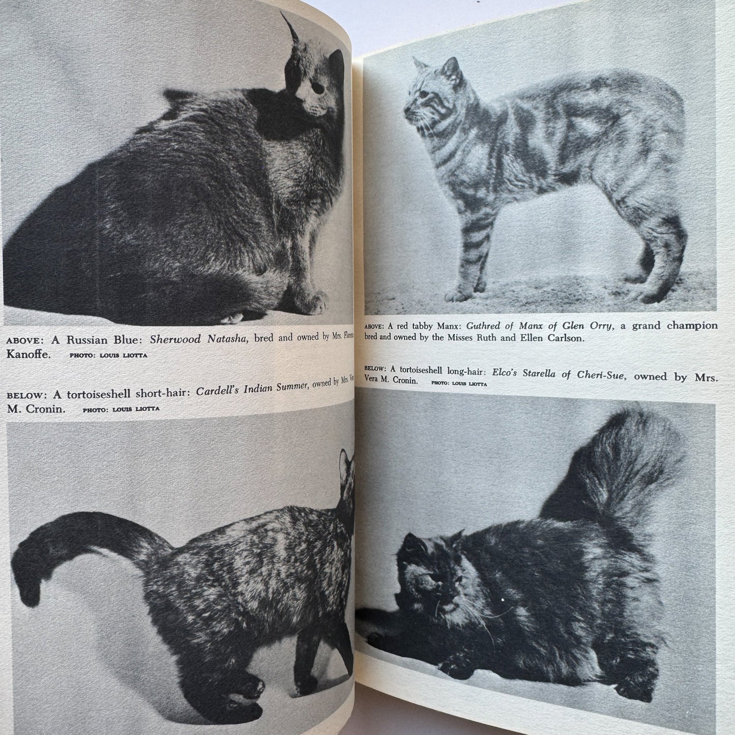 The Basic Book of the Cat, 1963, William H.A. Carr - Pretty Old Books