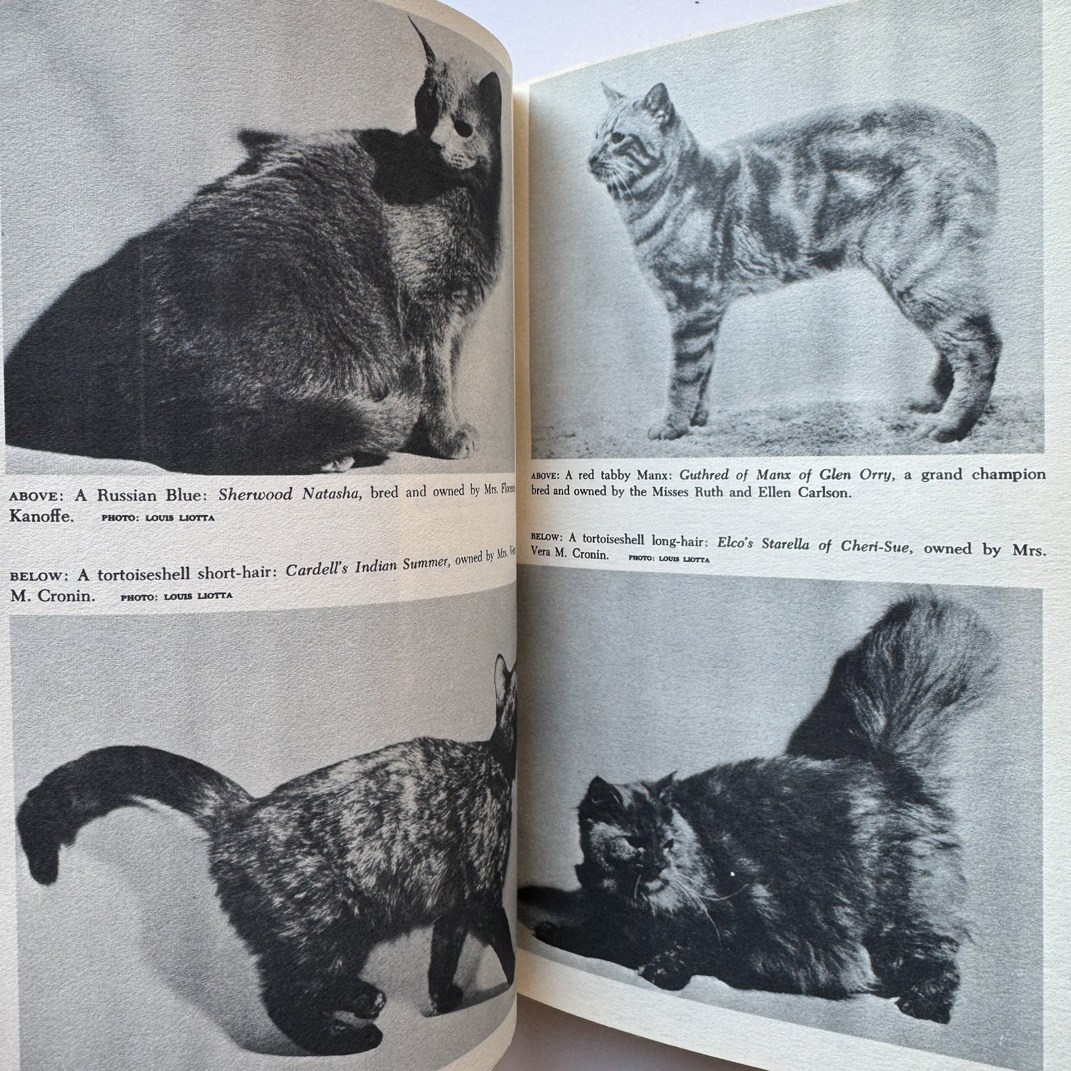 The Basic Book of the Cat, 1963, William H.A. Carr - Pretty Old Books