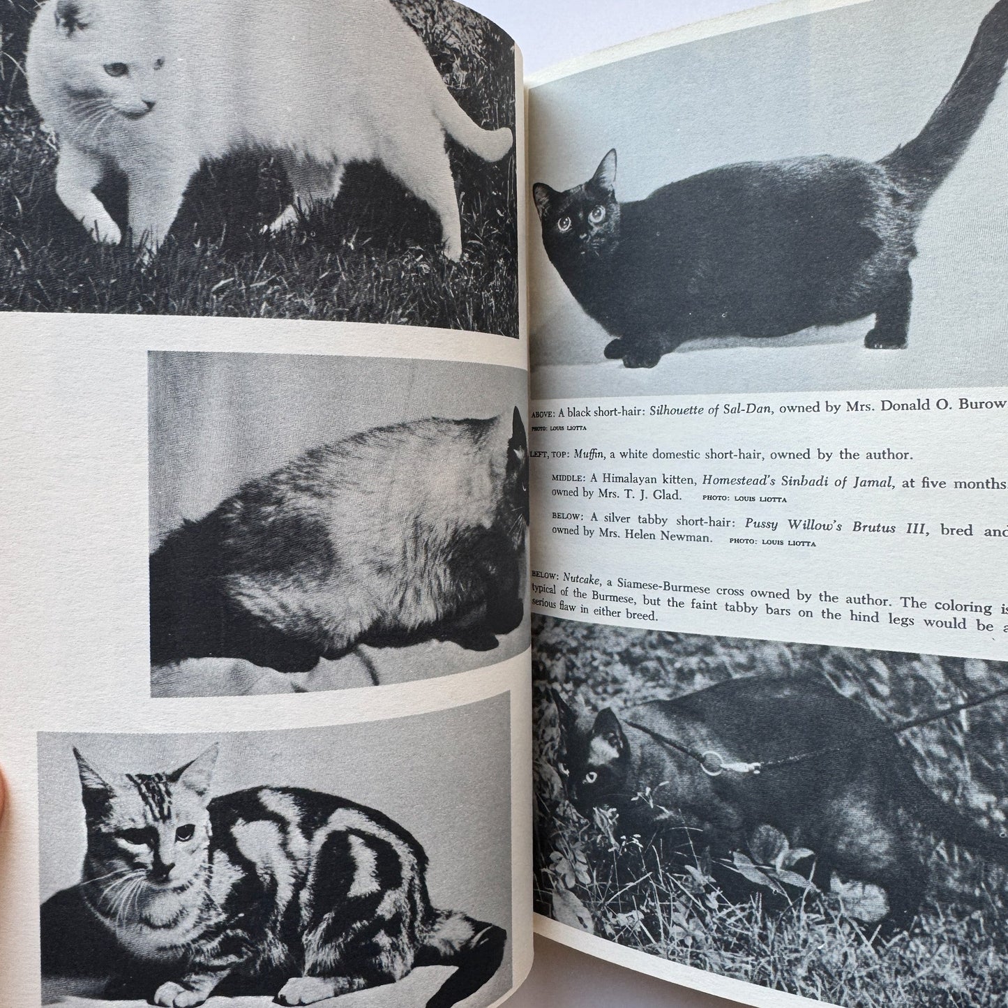 The Basic Book of the Cat, 1963, William H.A. Carr - Pretty Old Books
