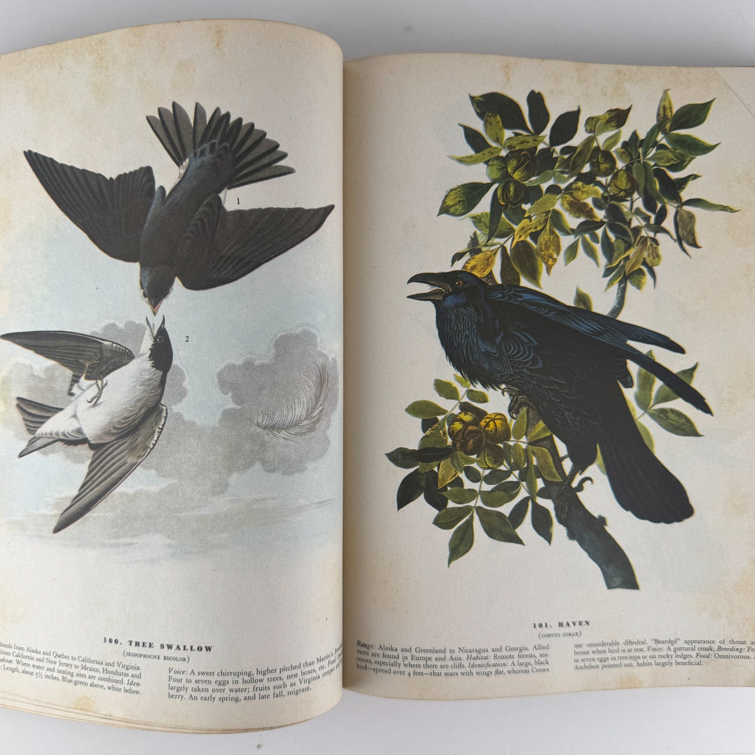 The Birds of America, 1946, John James Audubon, 5th Printing, Oversized Hardcover - Pretty Old Books