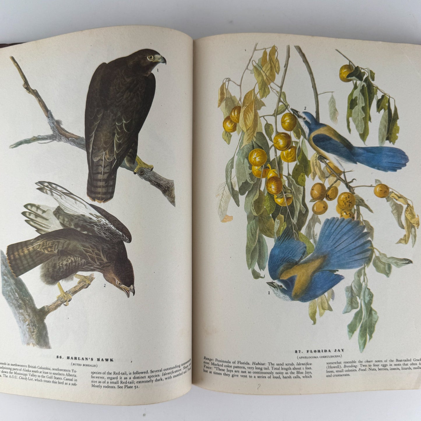 The Birds of America, 1946, John James Audubon, 5th Printing, Oversized Hardcover - Pretty Old Books