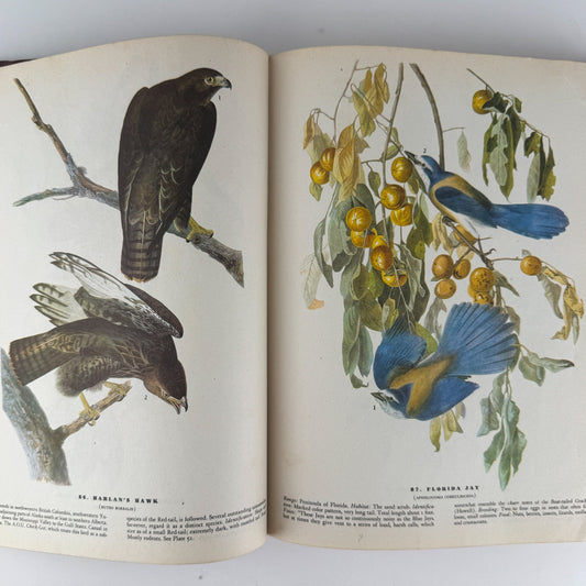 The Birds of America, 1946, John James Audubon, 5th Printing, Oversized Hardcover - Pretty Old Books