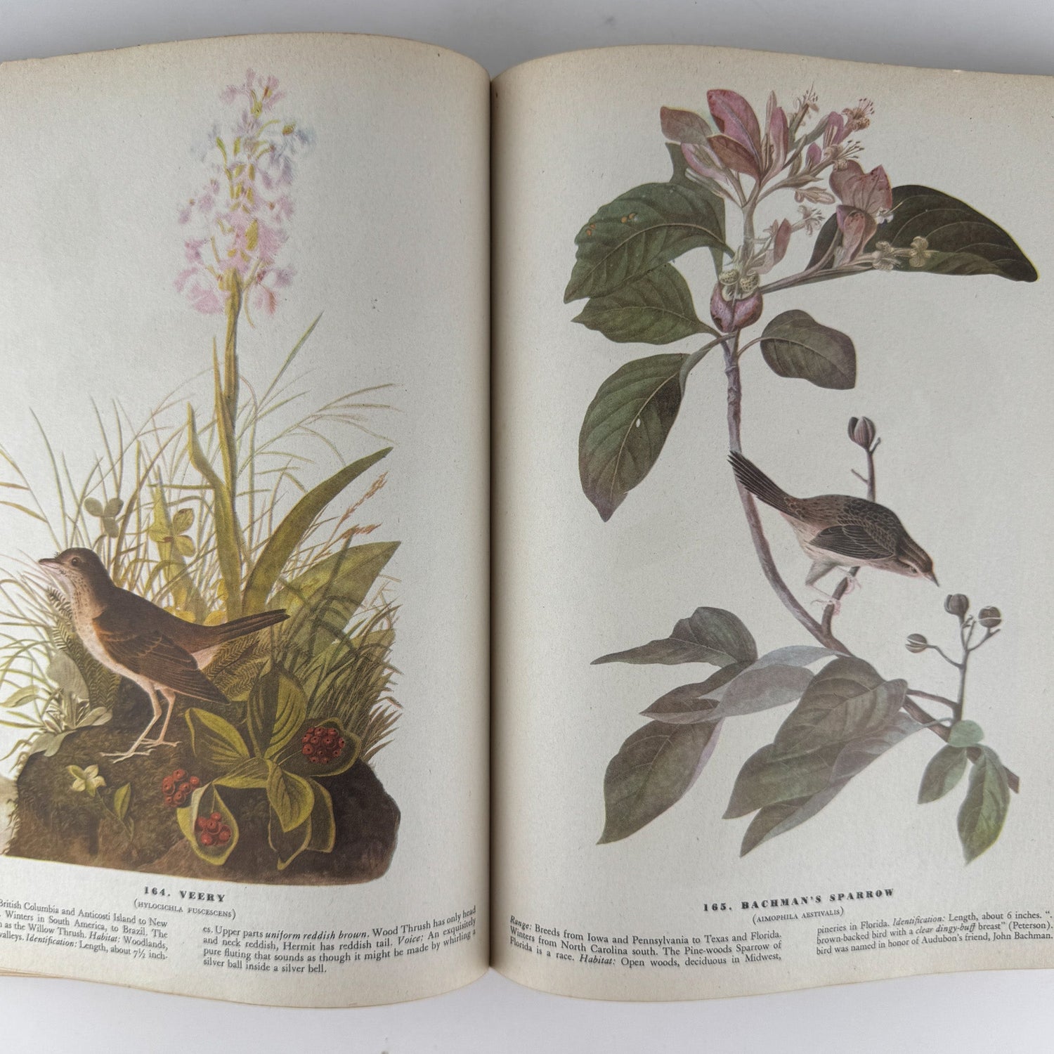 The Birds of America, 1946, John James Audubon, 5th Printing, Oversized Hardcover - Pretty Old Books