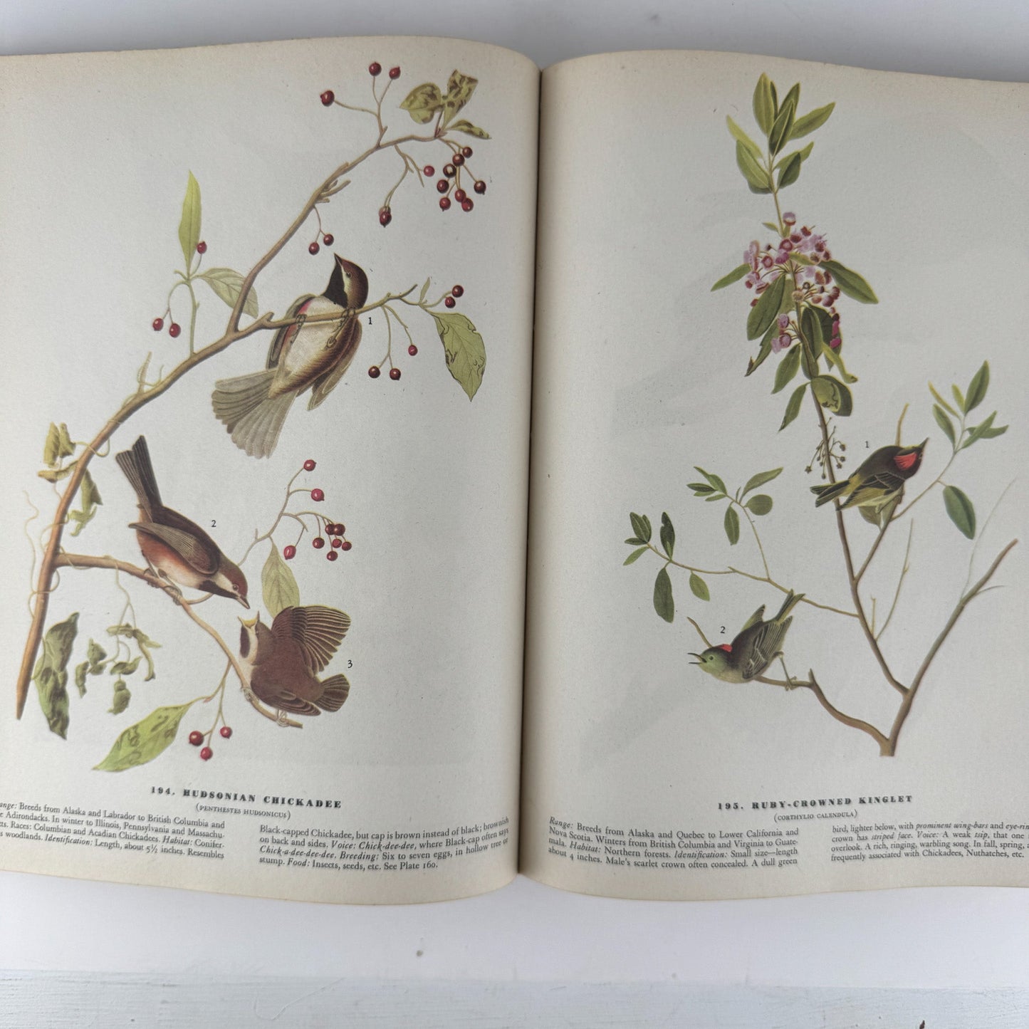 The Birds of America, 1946, John James Audubon, 5th Printing, Oversized Hardcover - Pretty Old Books