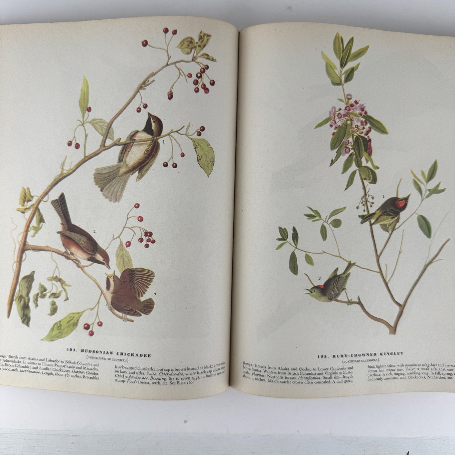 The Birds of America, 1946, John James Audubon, 5th Printing, Oversized Hardcover - Pretty Old Books