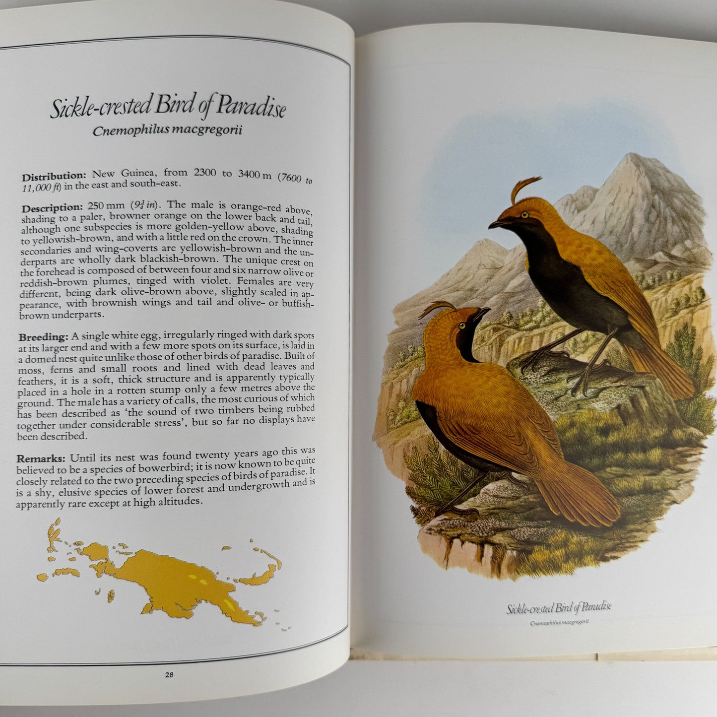 The Birds of Paradise, Michael Everett, 1978, Full Page Bird Plates - Pretty Old Books