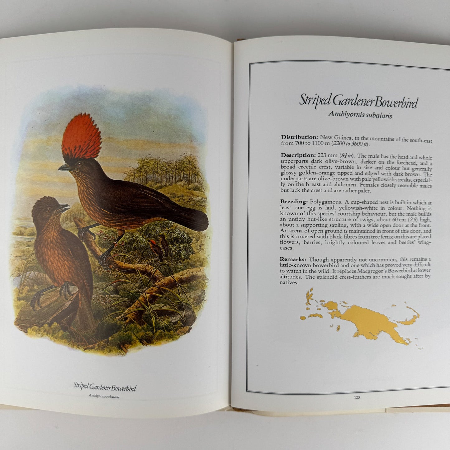 The Birds of Paradise, Michael Everett, 1978, Full Page Bird Plates - Pretty Old Books