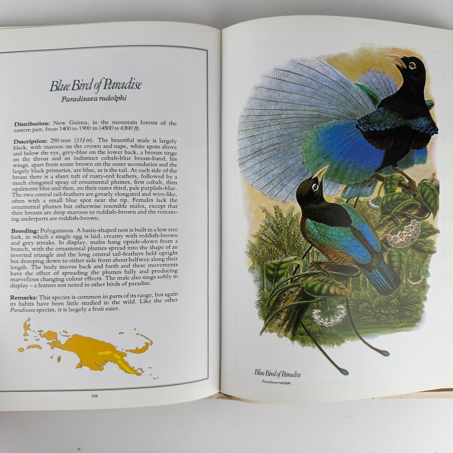 The Birds of Paradise, Michael Everett, 1978, Full Page Bird Plates - Pretty Old Books