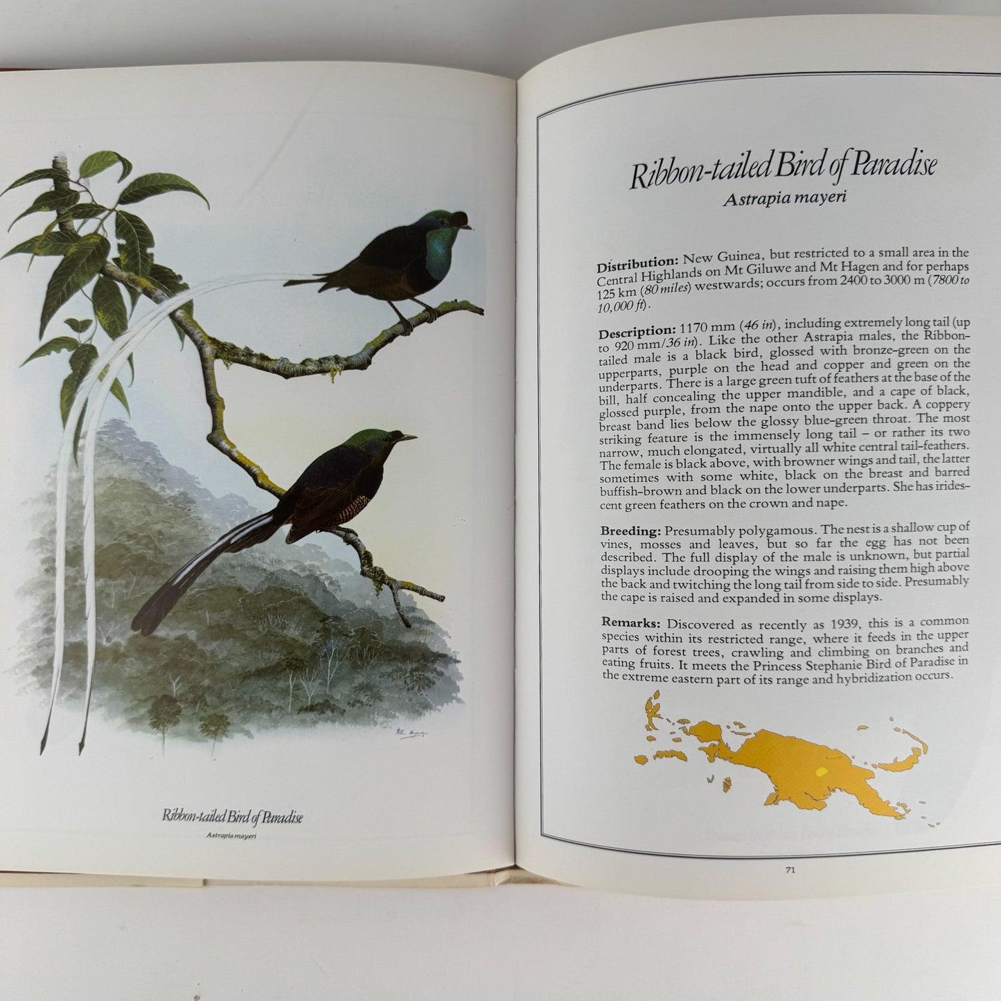 The Birds of Paradise, Michael Everett, 1978, Full Page Bird Plates - Pretty Old Books
