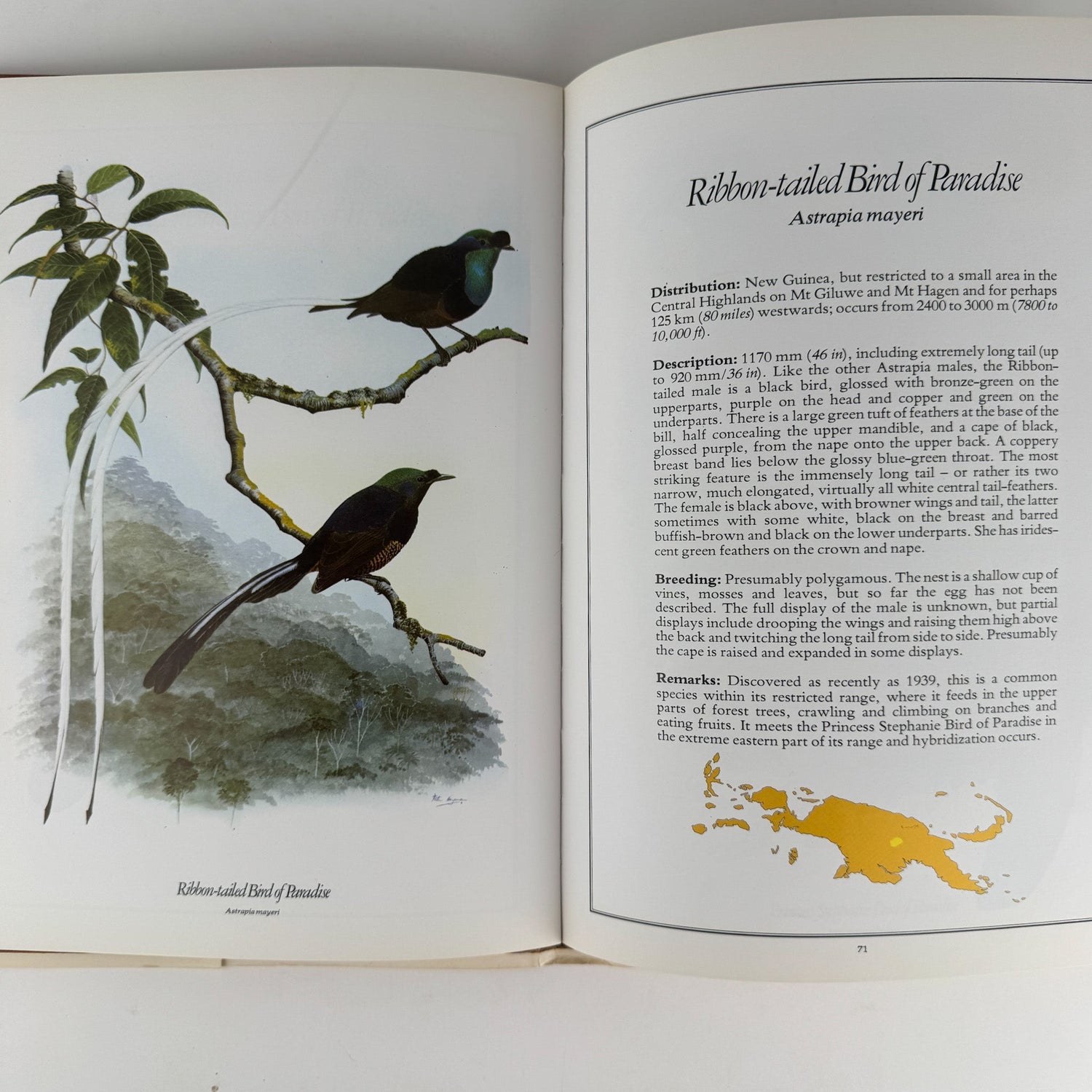 The Birds of Paradise, Michael Everett, 1978, Full Page Bird Plates - Pretty Old Books