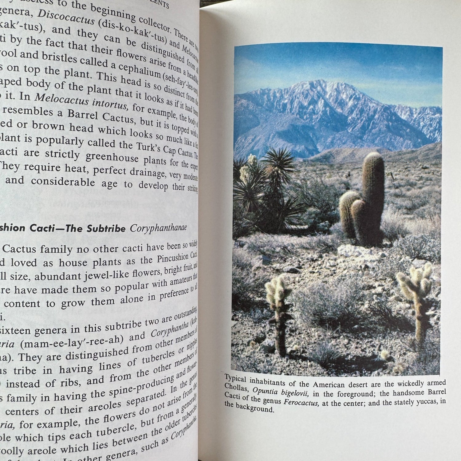 The Book of Cacti and Other Succulents, Claude Chidamian, 1958 - Pretty Old Books