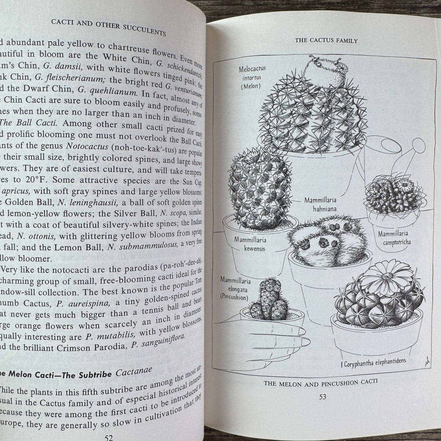 The Book of Cacti and Other Succulents, Claude Chidamian, 1958 - Pretty Old Books