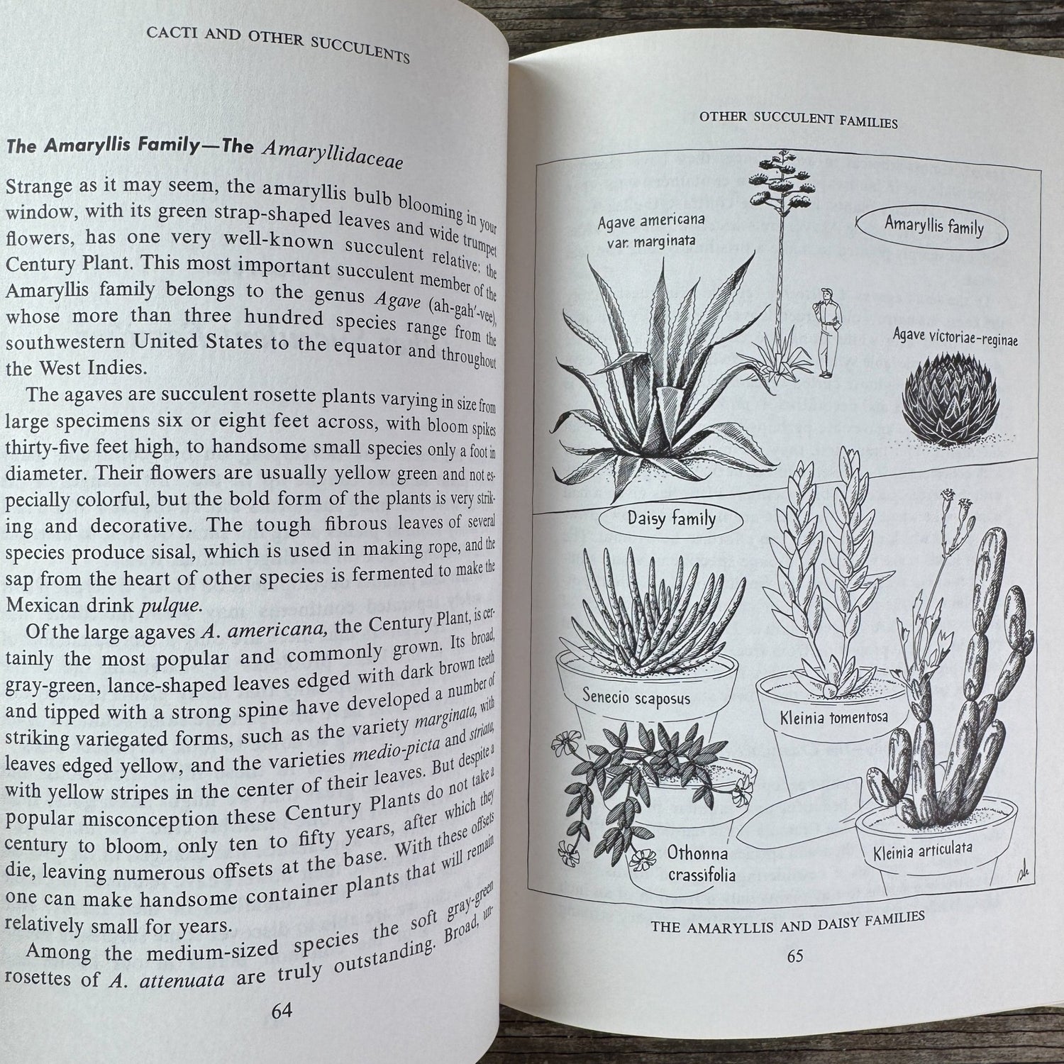 The Book of Cacti and Other Succulents, Claude Chidamian, 1958 - Pretty Old Books