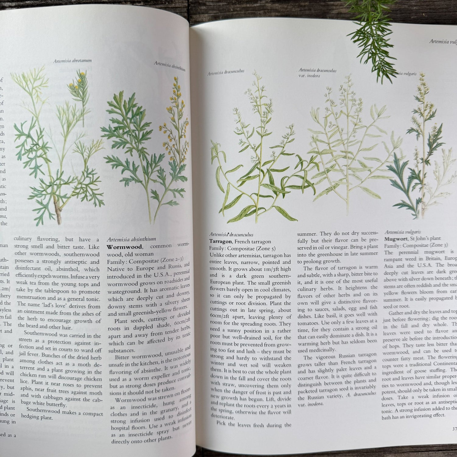 The Complete Book of Herbs and Spices by Sarah Garland, 1979 - Pretty Old Books