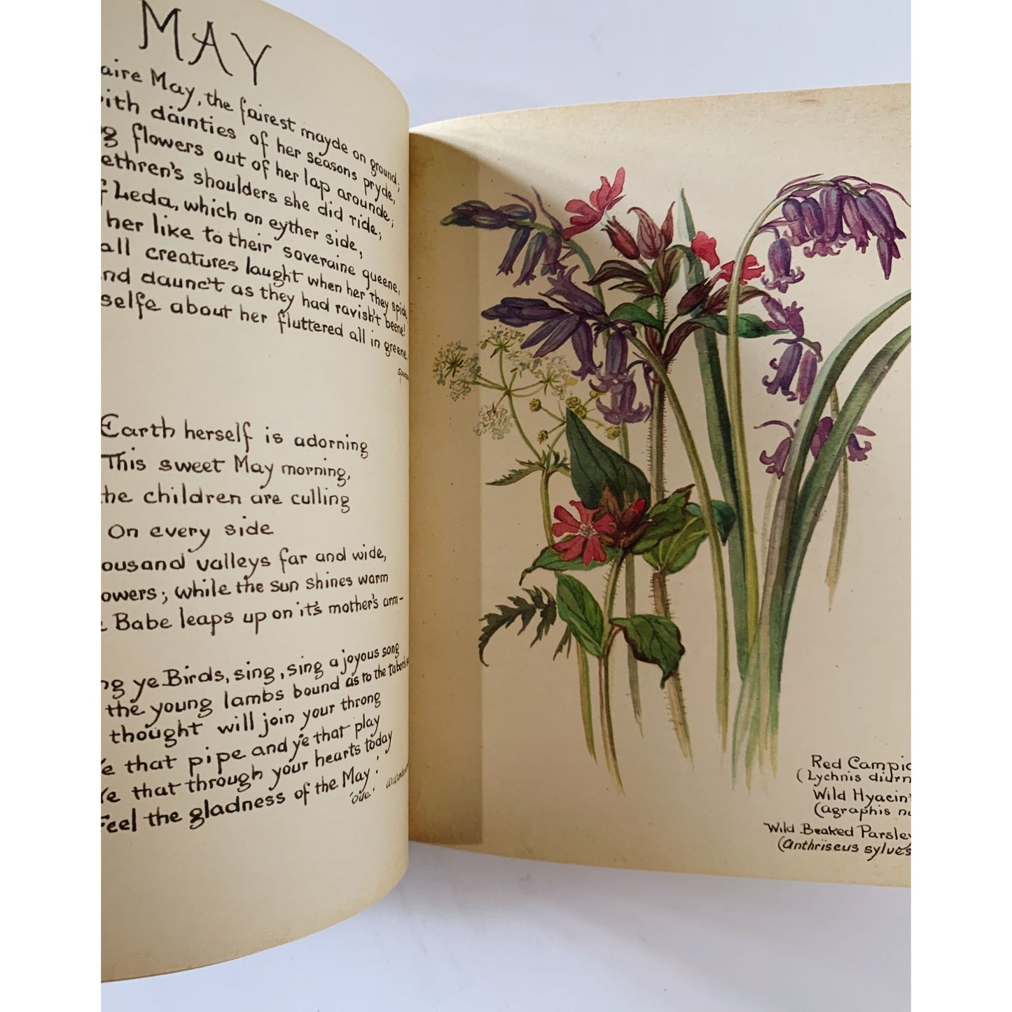 The Country Diary of an Edwardian Lady, Edith Holden, 1977, Botanical Book - Pretty Old Books