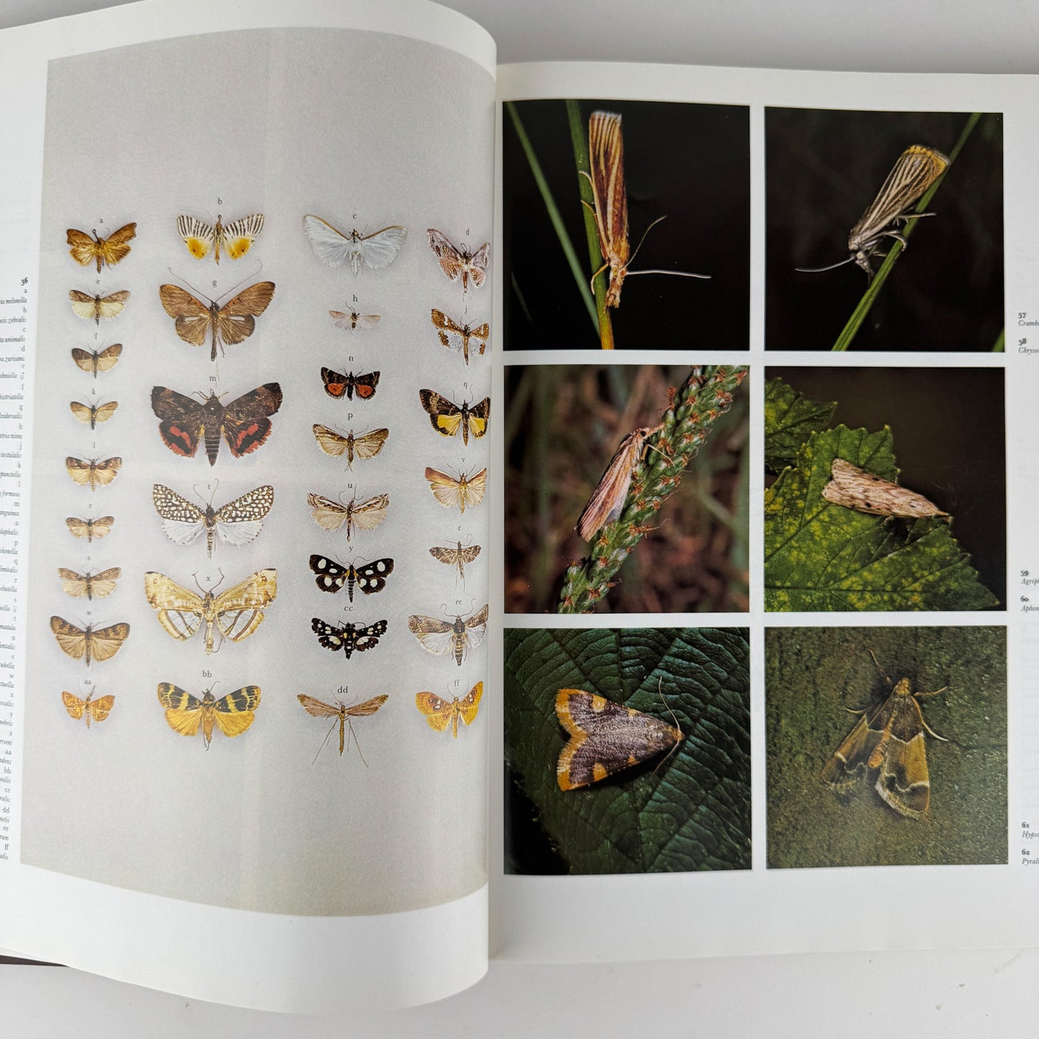 The Dictionary of Butterflies and Moths in Color, 1975 Oversized Illustrated - Pretty Old Books