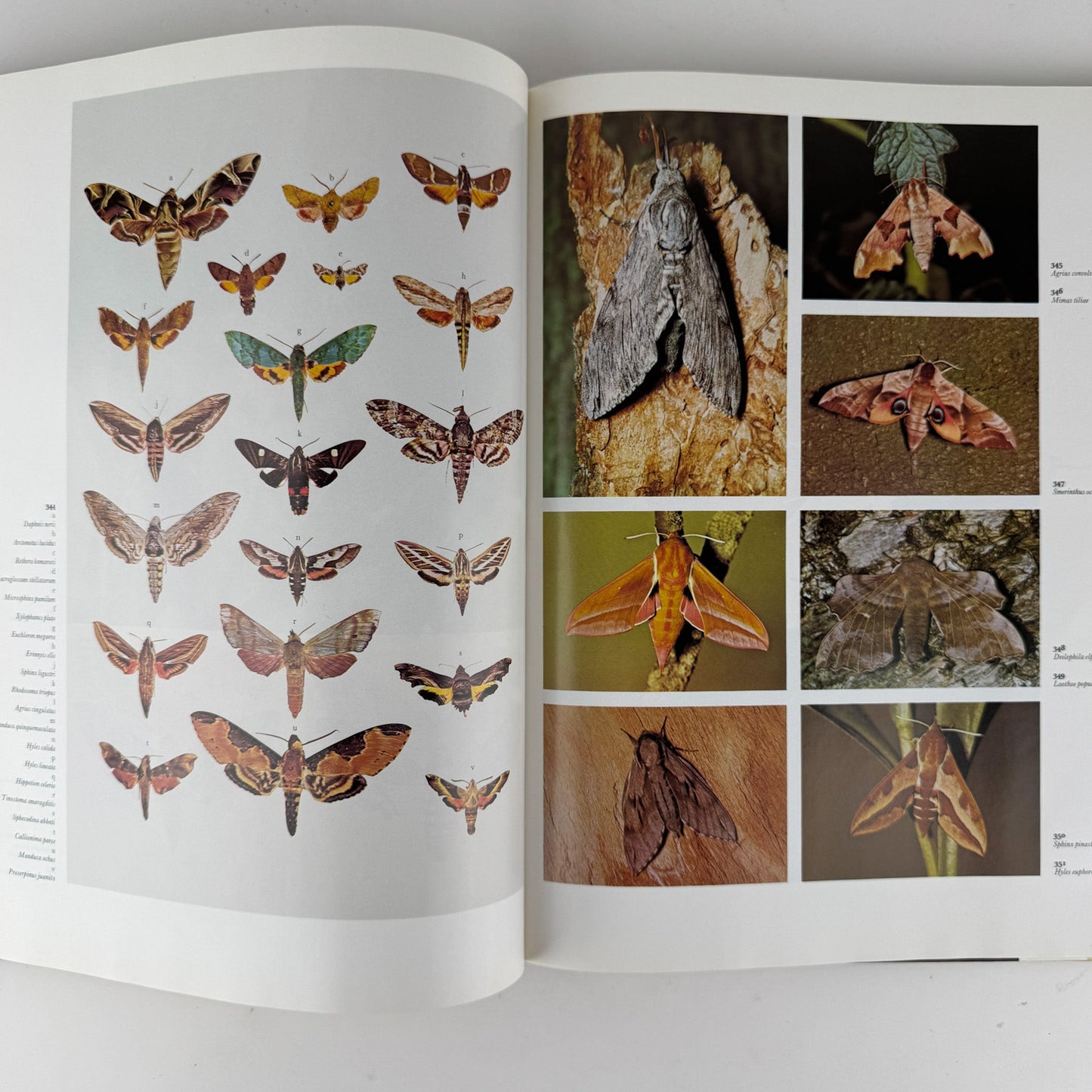 The Dictionary of Butterflies and Moths in Color, 1975 Oversized Illustrated - Pretty Old Books
