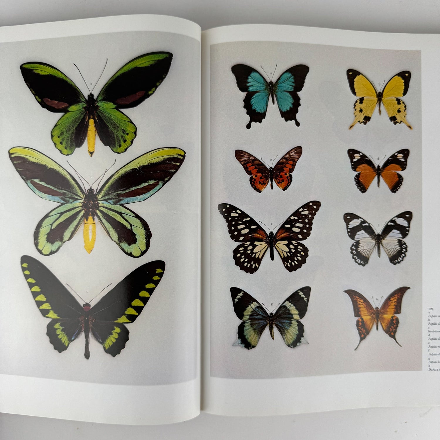 The Dictionary of Butterflies and Moths in Color, 1975 Oversized Illustrated - Pretty Old Books