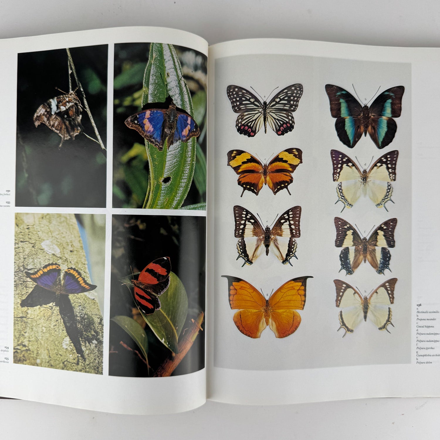 The Dictionary of Butterflies and Moths in Color, 1975 Oversized Illustrated - Pretty Old Books