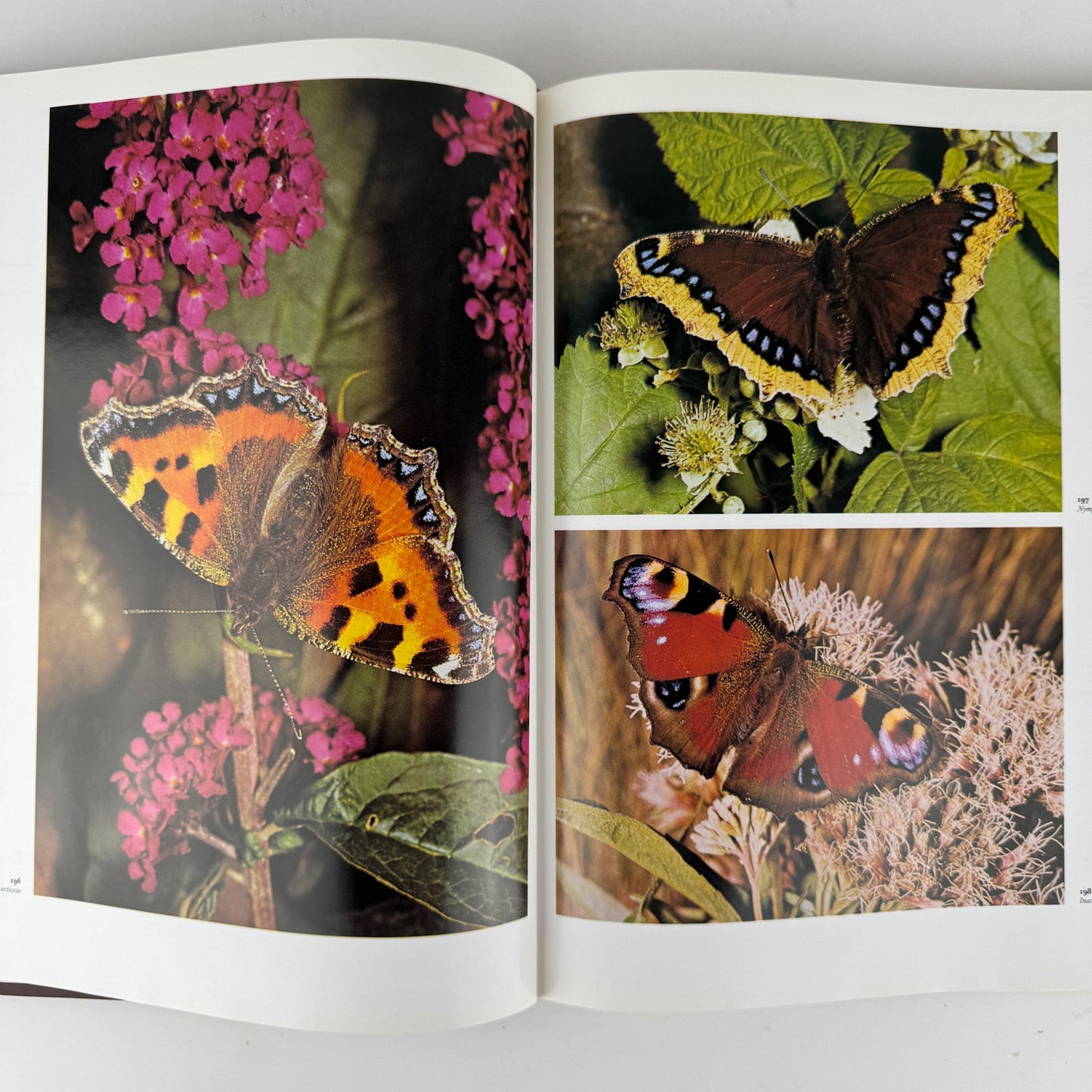 The Dictionary of Butterflies and Moths in Color, 1975 Oversized Illustrated - Pretty Old Books