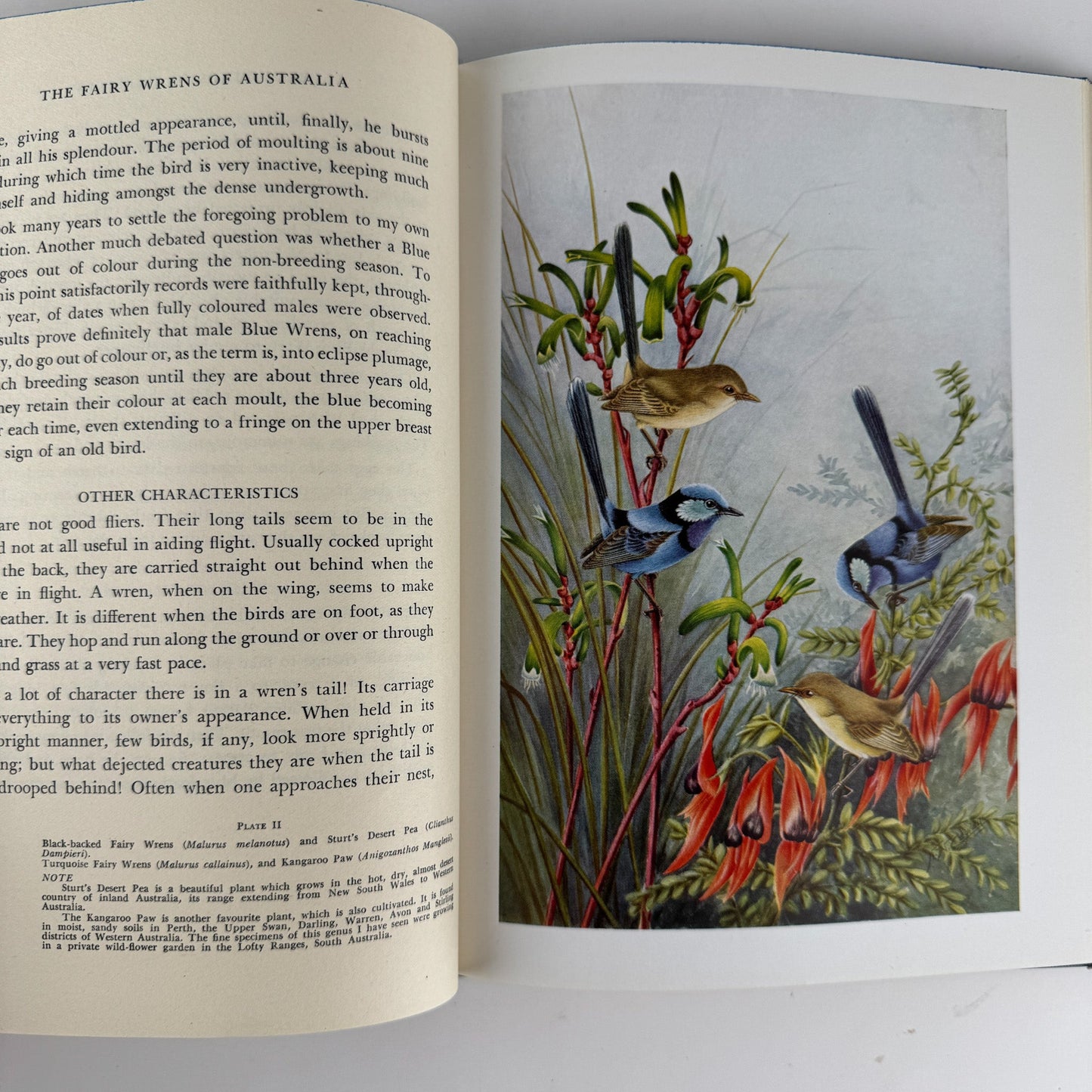 The Fairy Wrens of Australia: Blue Birds of Happiness, Neville W. Cayley, 1949 - Pretty Old Books