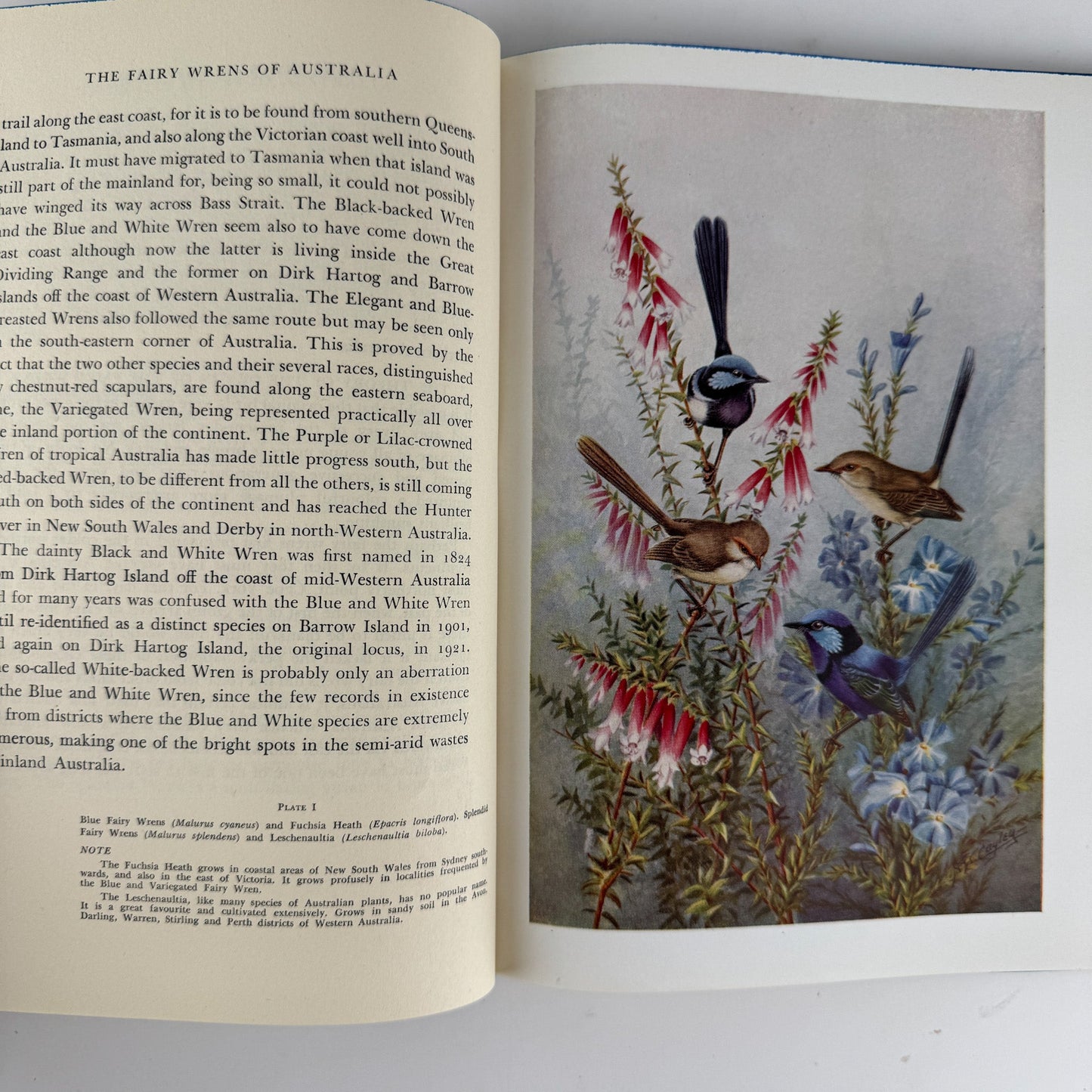 The Fairy Wrens of Australia: Blue Birds of Happiness, Neville W. Cayley, 1949 - Pretty Old Books