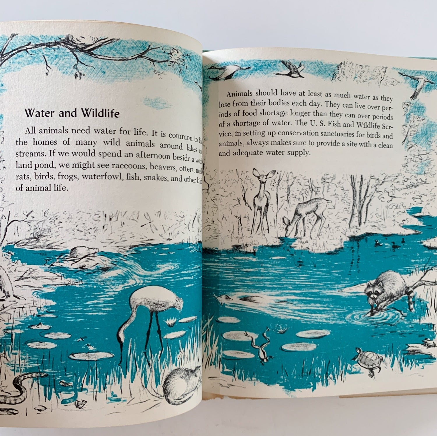 The First Book of Water, F. C. Smith, 1959 Hardcover with DJ - Pretty Old Books